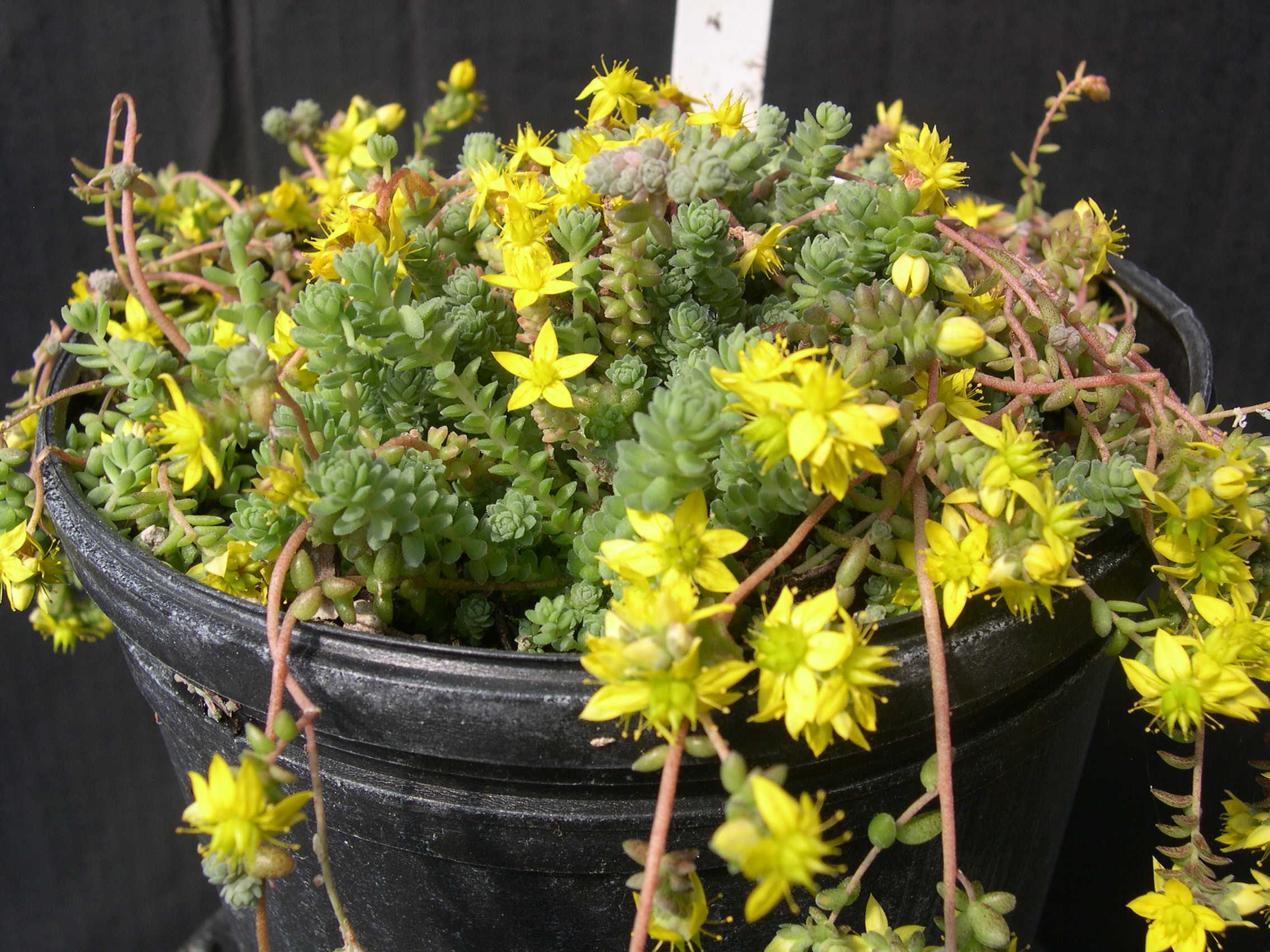 Sedum greggii